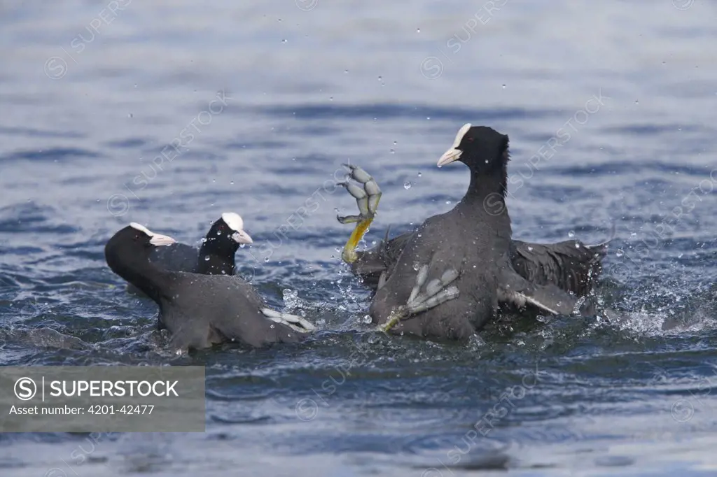 Coot (Fulica atra) pair fighting in water, Hertfordshire, England
