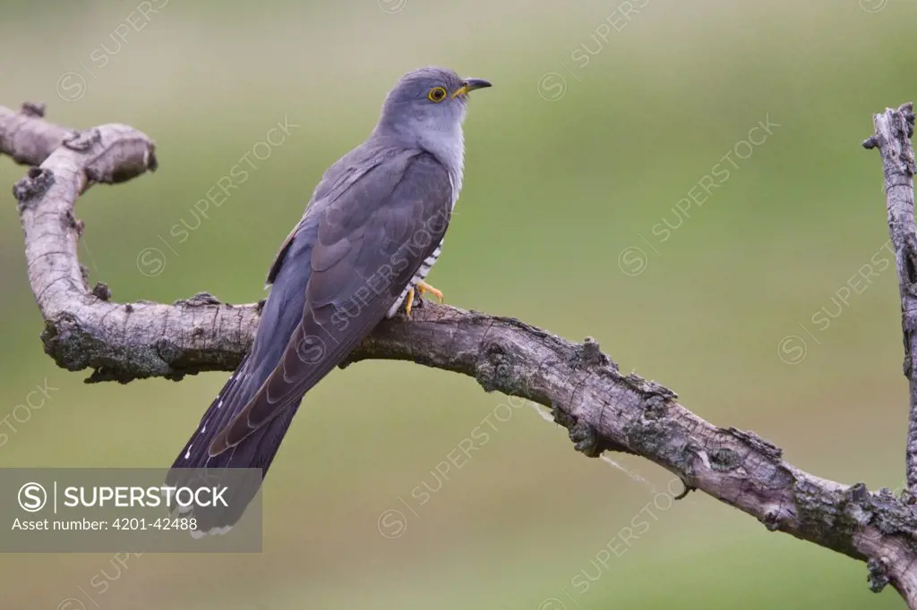 Common Cuckoo (Cuculus canorus), Hungary