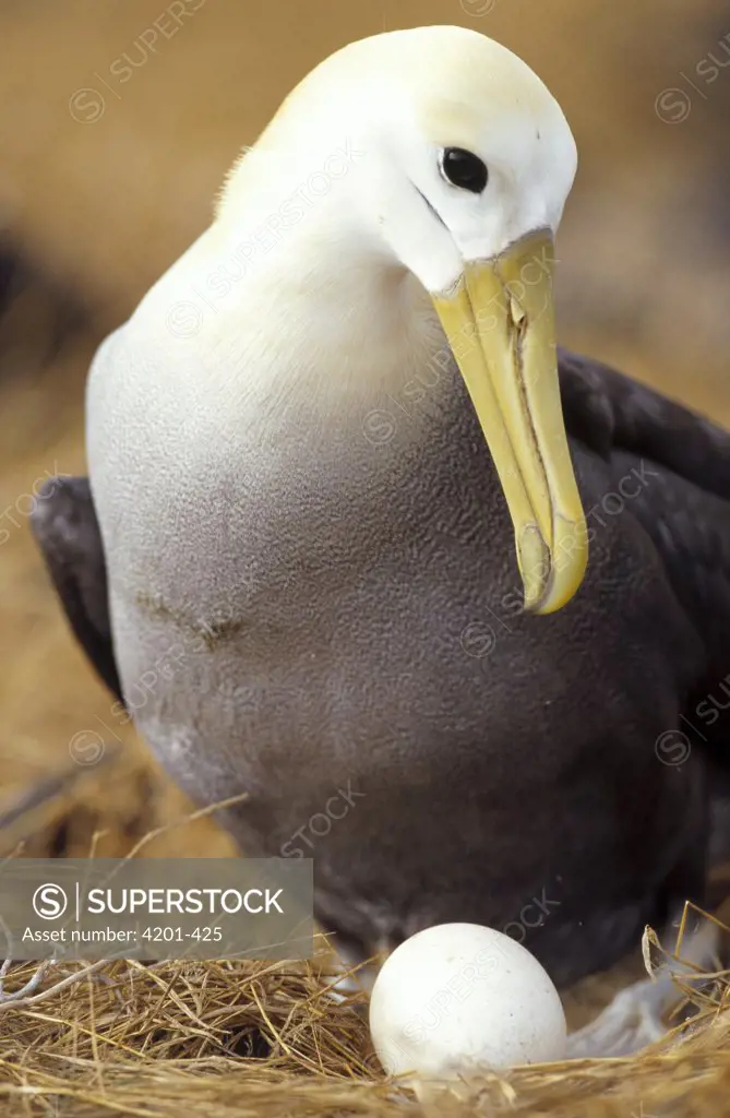 Waved Albatross (Phoebastria irrorata) incubating single egg, Punta Cevallos, Espanola Island, Galapagos Islands, Ecuador