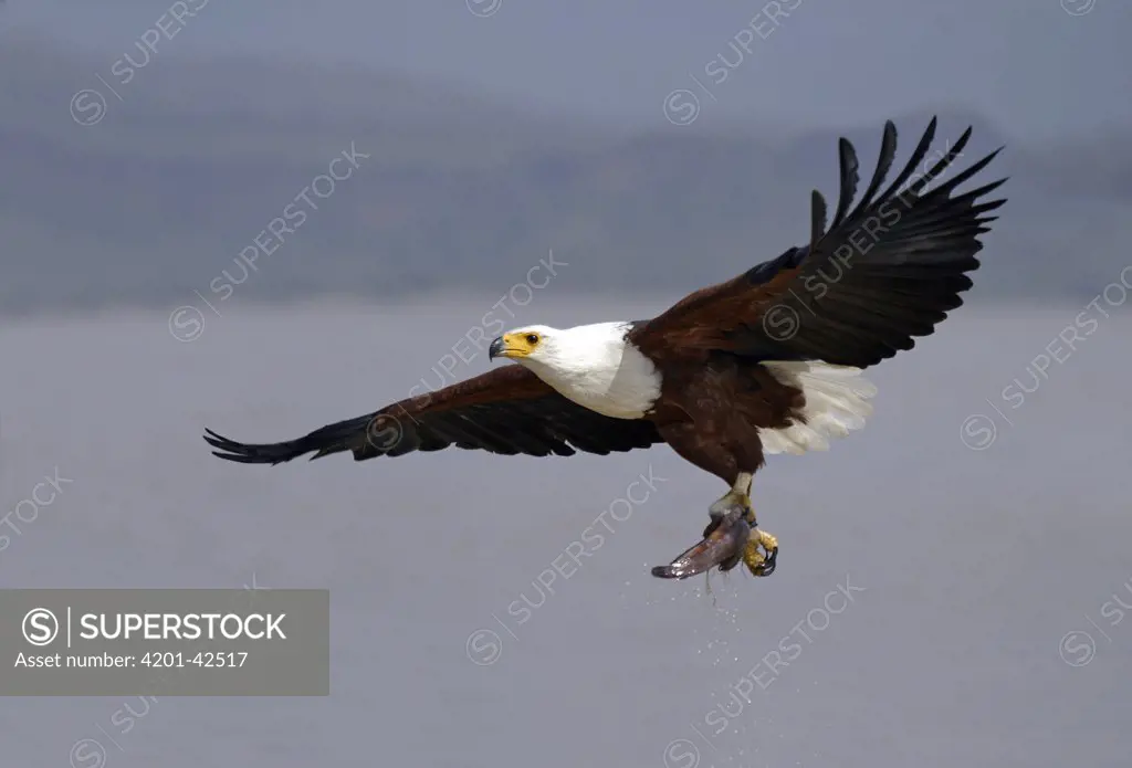 African Fish Eagle (Haliaeetus vocifer) flying with captured fish, Lake Baringo, Kenya