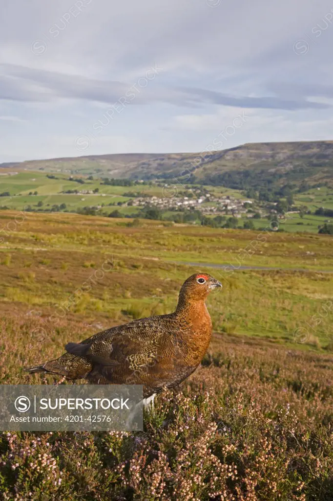 Red Grouse (Lagopus lagopus scoticus) male on heather moorland, Reeth Village in distance, Swaledale, Yorkshire Dales, England