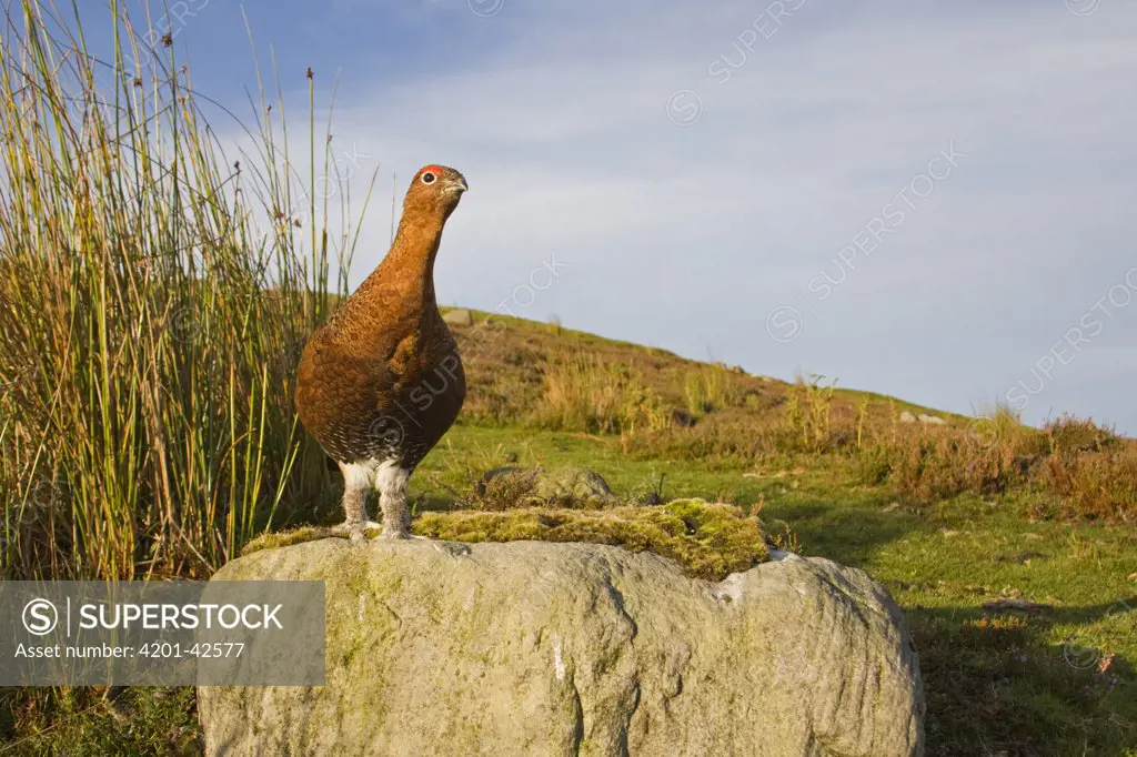 Red Grouse (Lagopus lagopus scoticus) standing on rock in moorland, Yorkshire Dales National Park, England