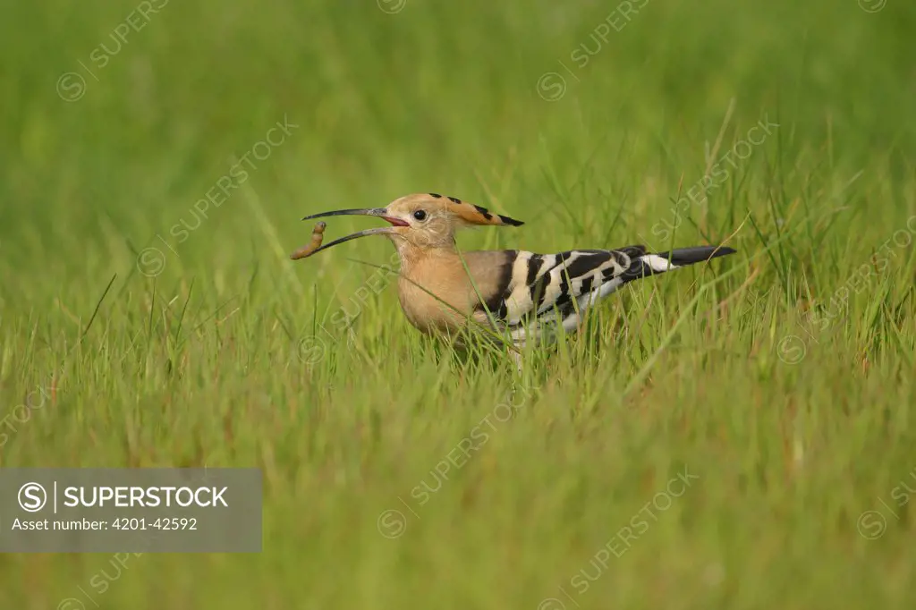 Eurasian Hoopoe (Upupa epops) with grub in beak, Lesvos, Greece