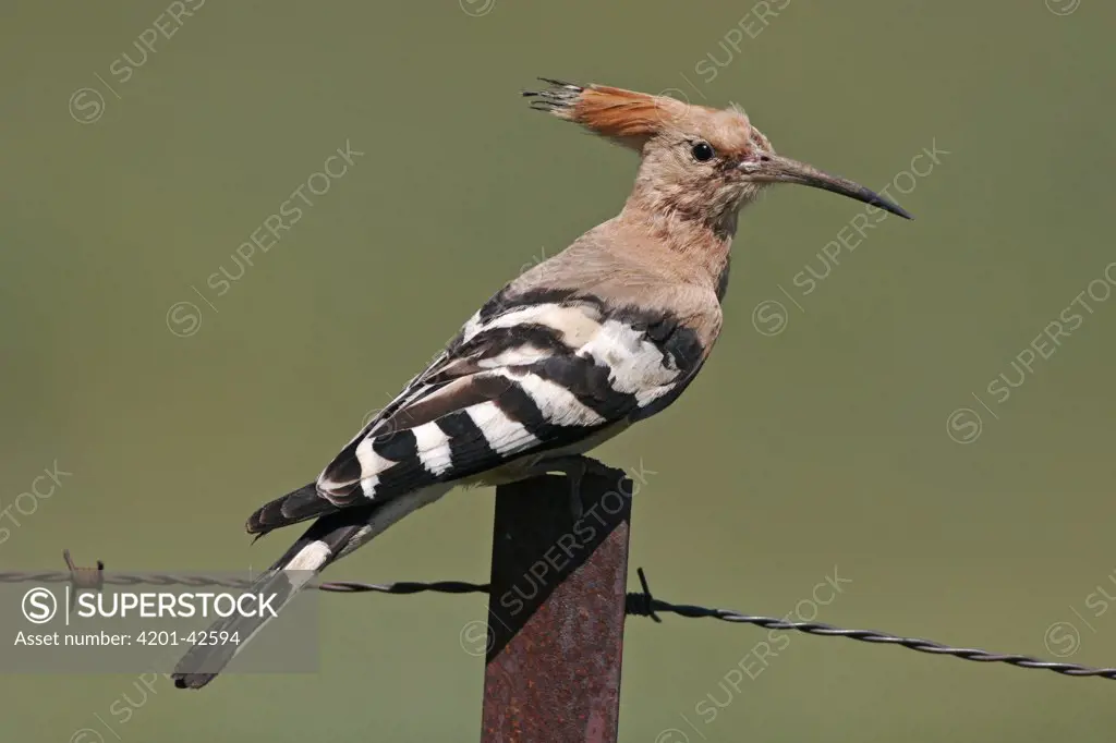 Eurasian Hoopoe (Upupa epops) perched on barbed wire fence, Spain