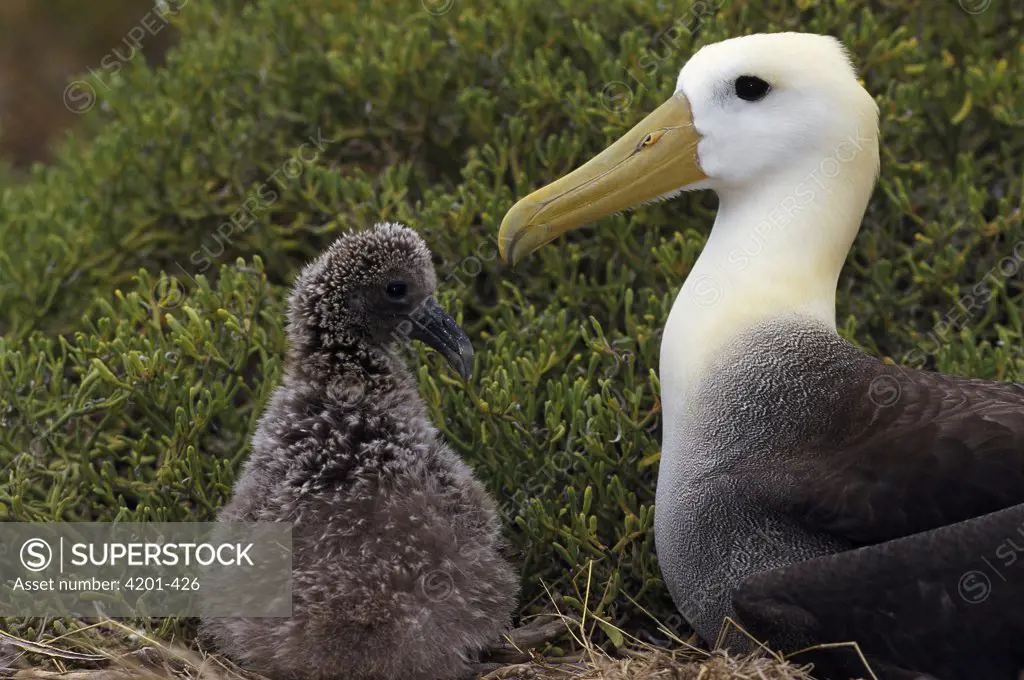 Waved Albatross (Phoebastria irrorata) guarding young chick, Punta Cevallos, Espanola Island, Galapagos Islands, Ecuador
