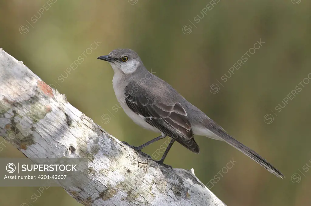 Northern Mockingbird (Mimus polyglottos) perched on branch, Florida