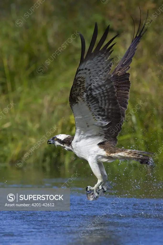 Osprey (Pandion haliaetus) flying with trout in talons, Finland