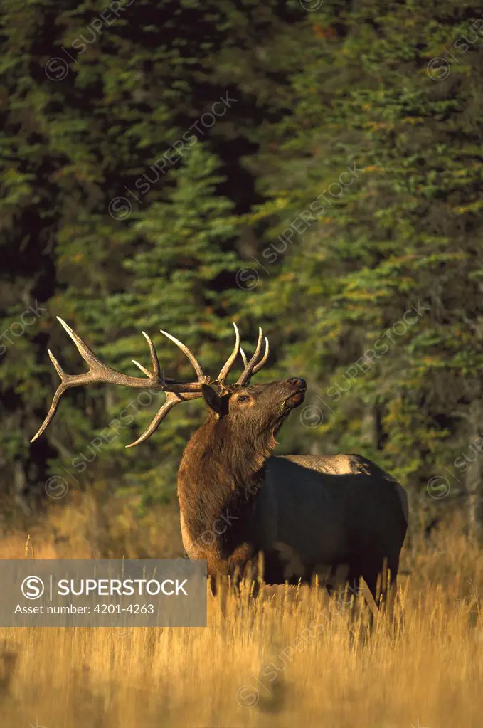 Elk (Cervus elaphus) large bull sniffing the air