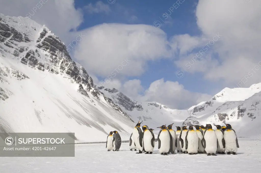 King Penguin (Aptenodytes patagonicus) group on snow, Right Whale Bay, South Georgia Island