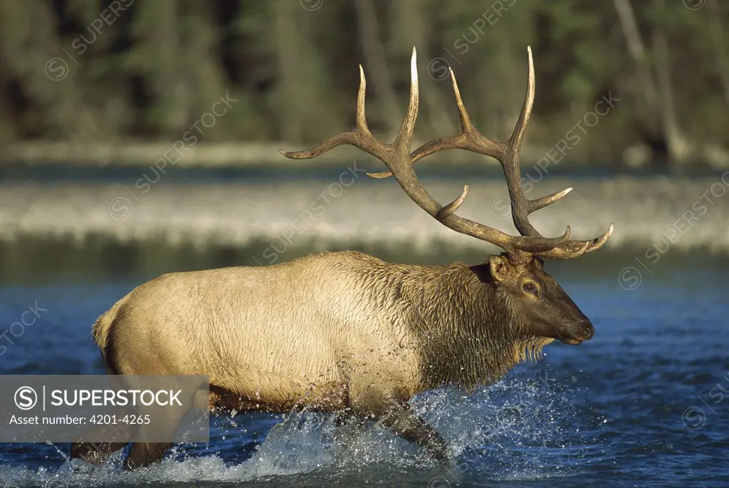 Elk (Cervus elaphus) bull crossing a river