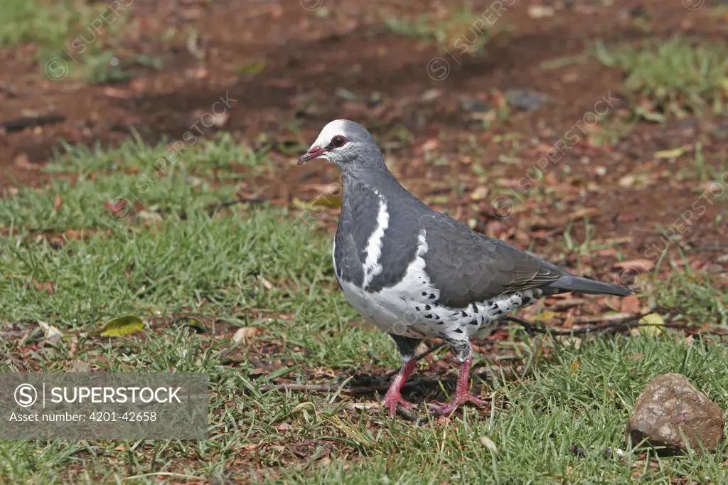 Wonga Pigeon (Leucosarcia melanoleuca), Queensland, Australia