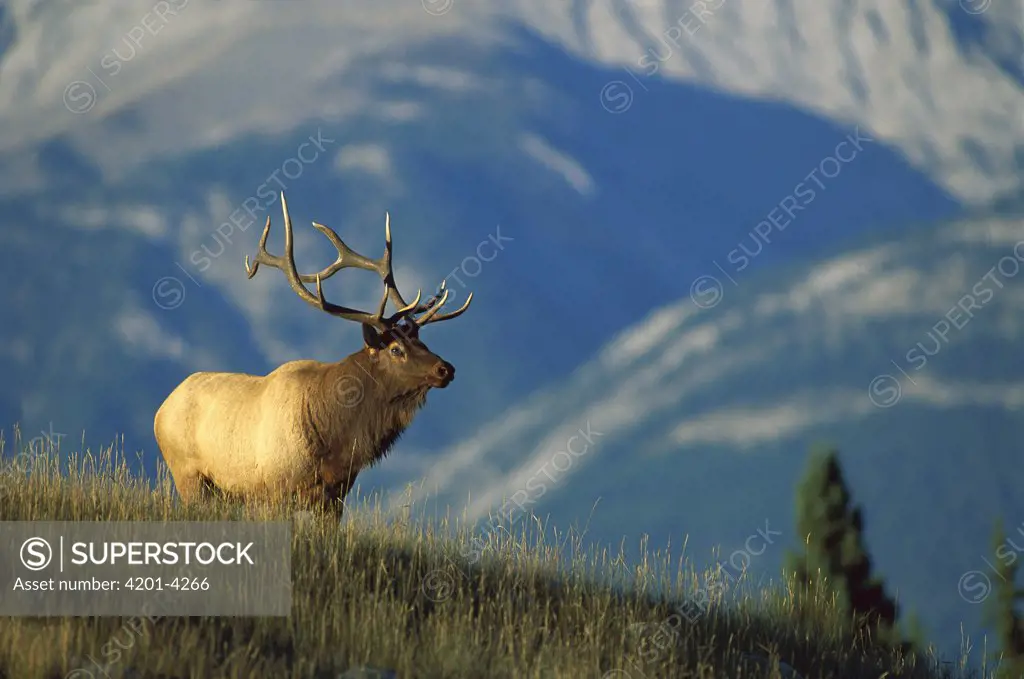 Elk (Cervus elaphus) large bull standing alert in meadow with mountains behind
