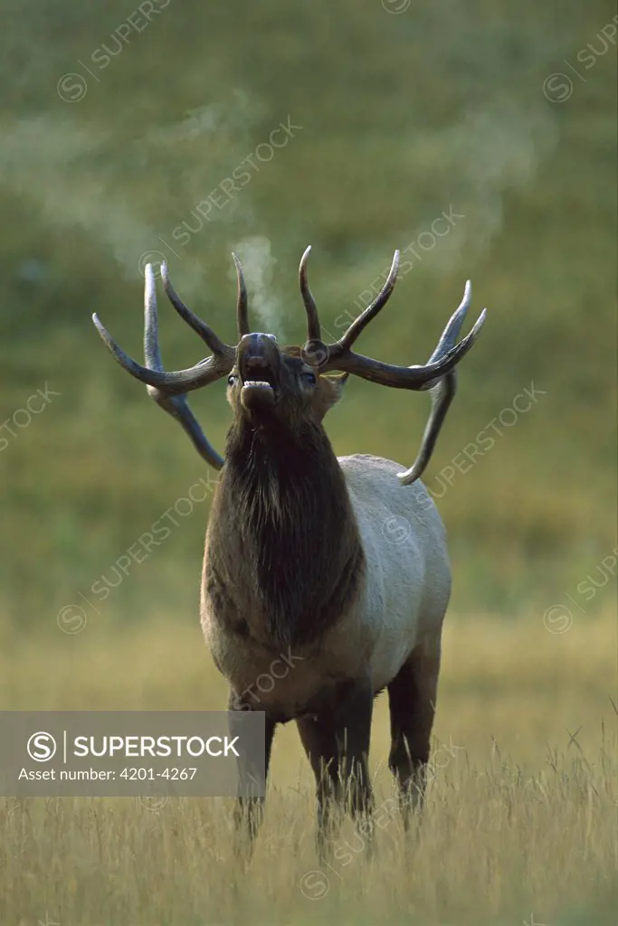 Elk (Cervus elaphus) bull bugling