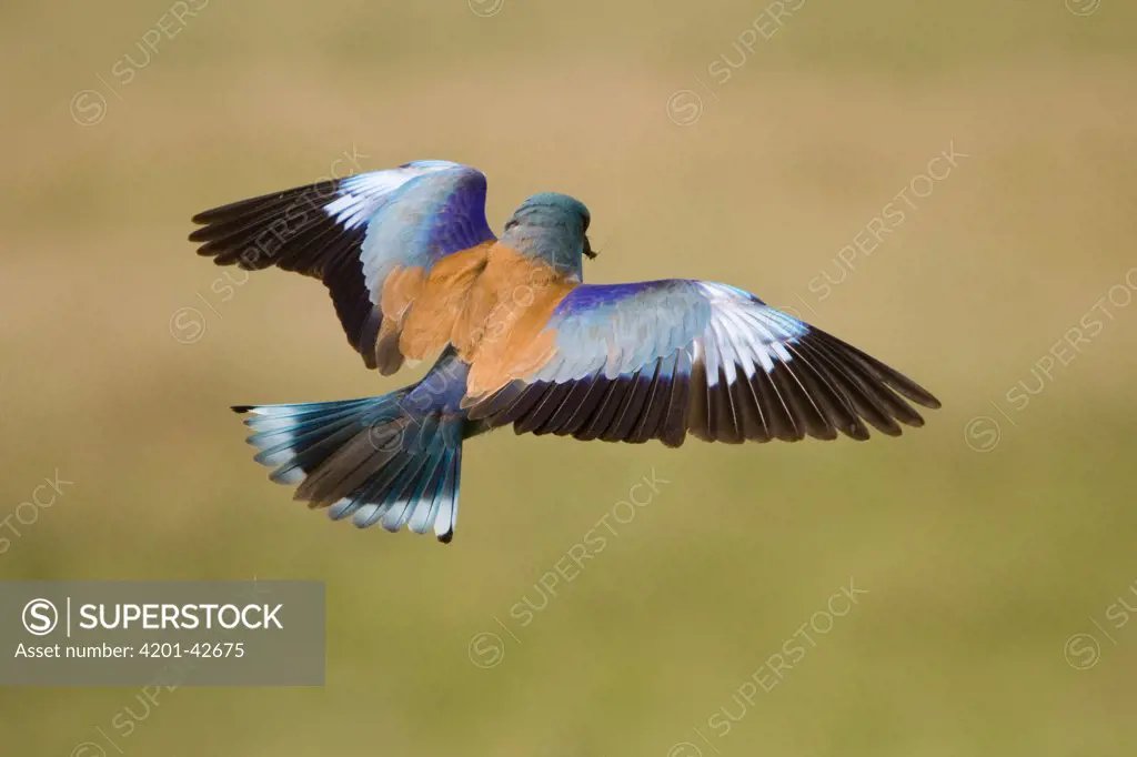 European Roller (Coracias garrulus) flying, Hungary