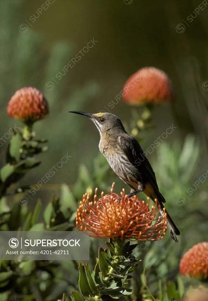 Cape Sugarbird (Promerops cafer) perched on Pincushion Protea (Leucospermum sp) flower, South Africa
