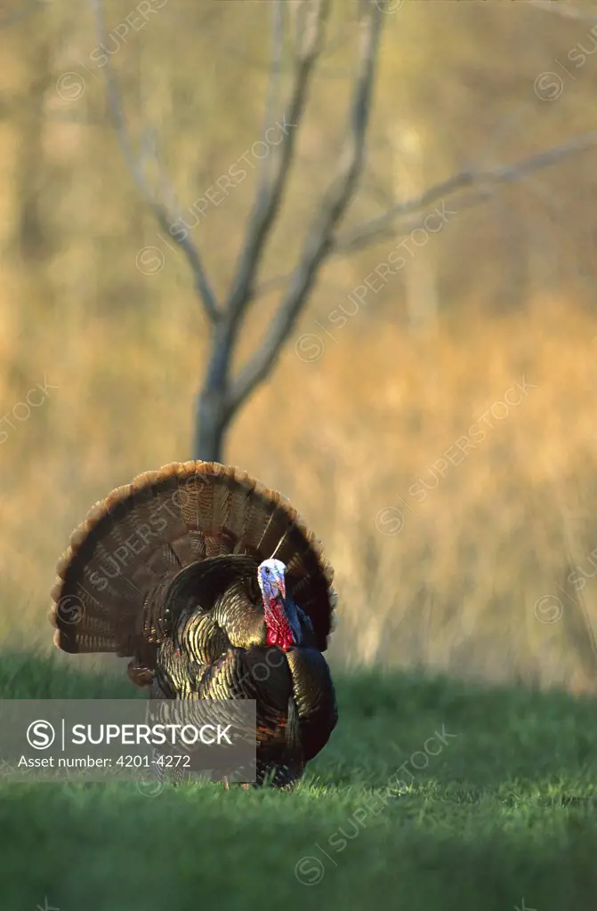 Wild Turkey (Meleagris gallopavo) adult male strutting with tail spread, eastern North America