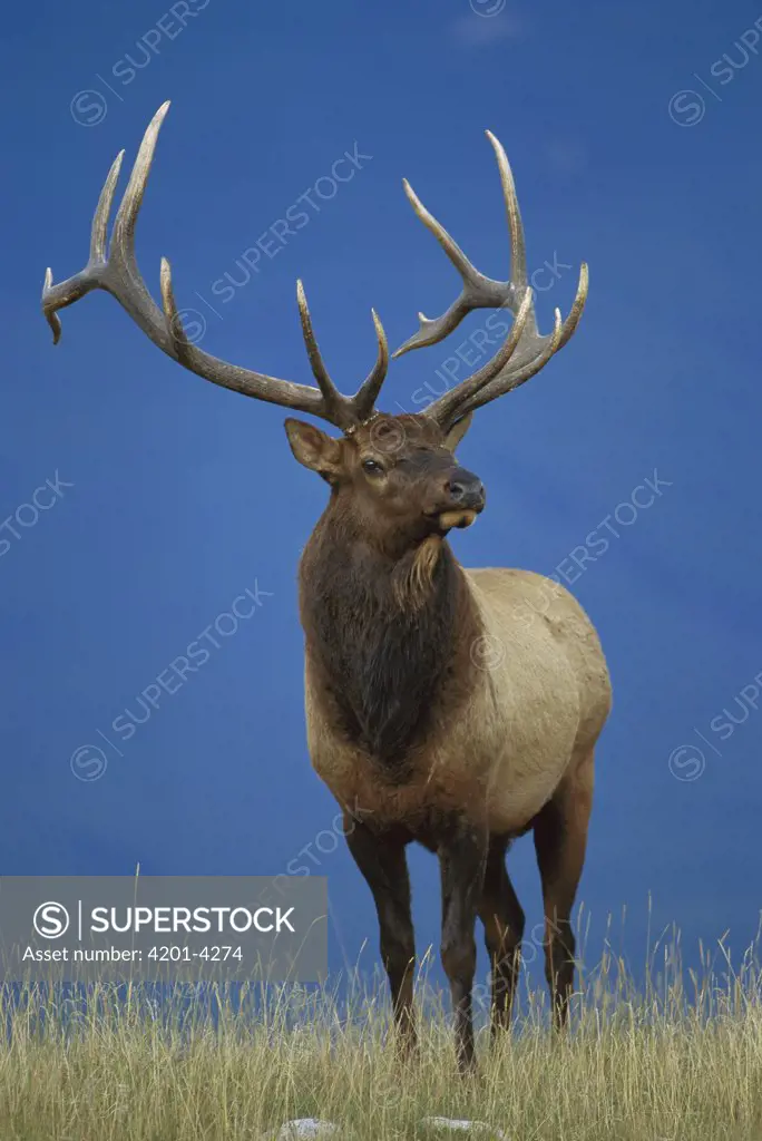 Elk (Cervus elaphus) portrait large male