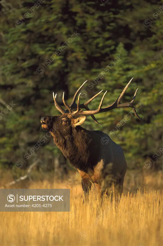 Elk (Cervus elaphus) side view of large male bugling