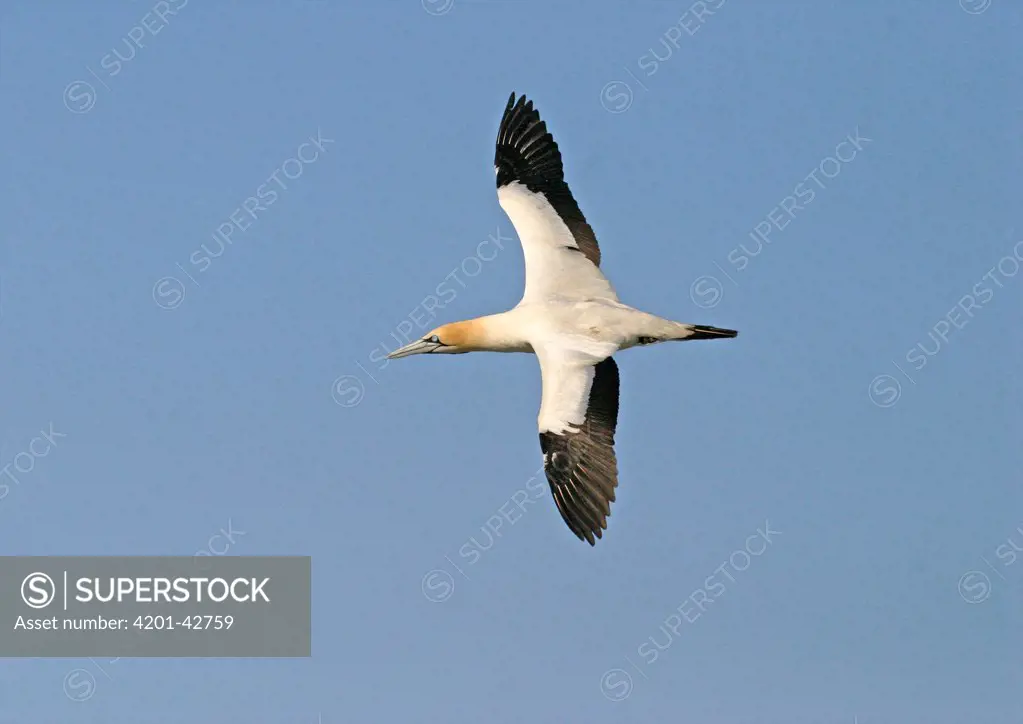 Cape Gannet (Morus capensis) flying, South Africa