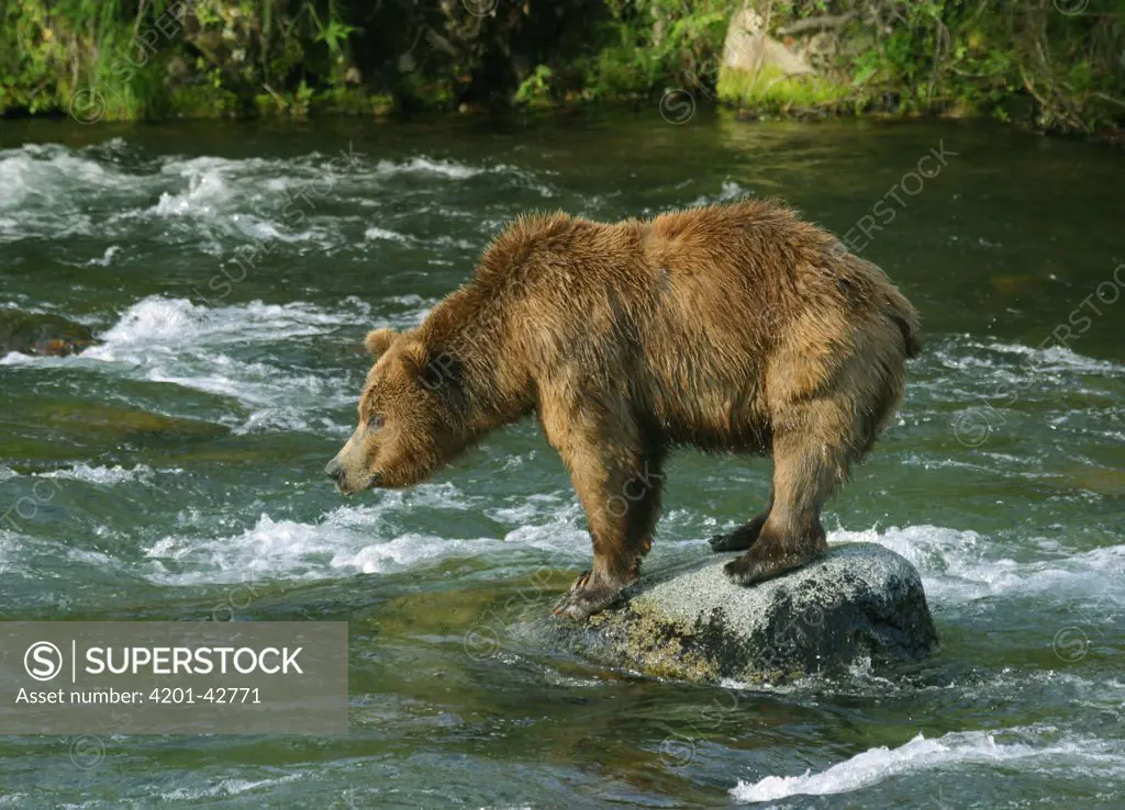Grizzly Bear (Ursus arctos horribilis), subadult male watching for salmon, Brooks River, Katmai National Park, Alaska
