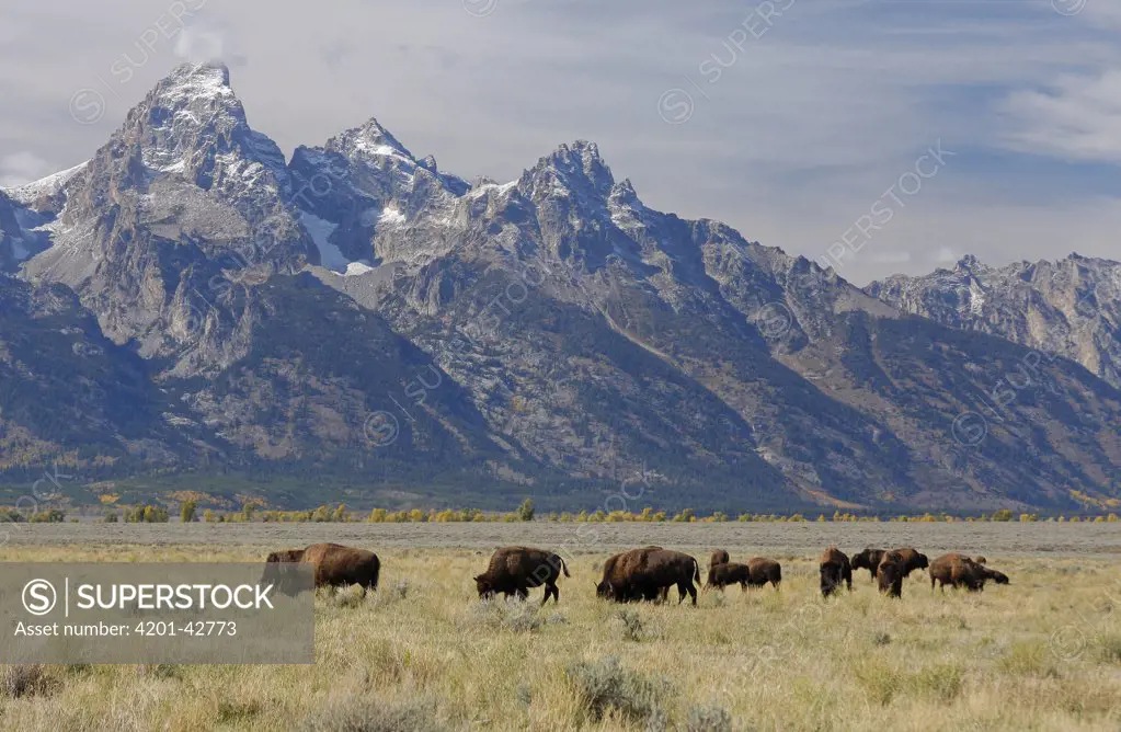 American Bison (Bison bison) herd grazing, Grand Teton National Park, Wyoming