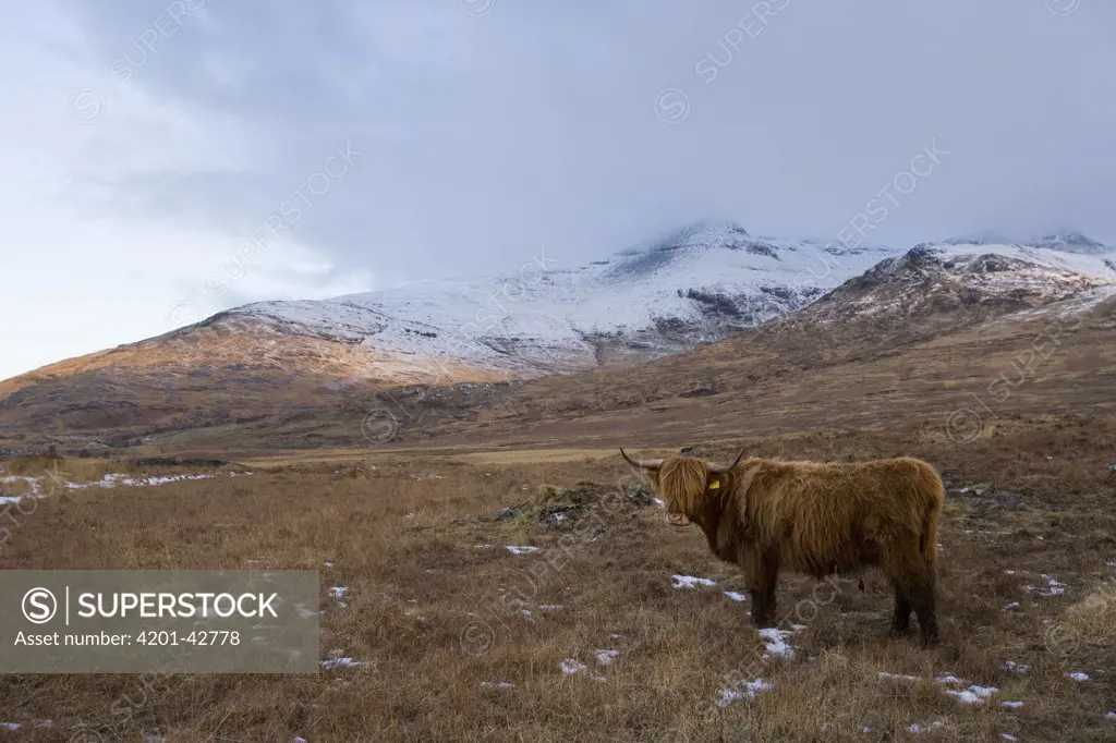 Domestic Cattle (Bos taurus), Highland cow standing in mountain landscape, Isle of Mull, Inner Hebrides, Scotland