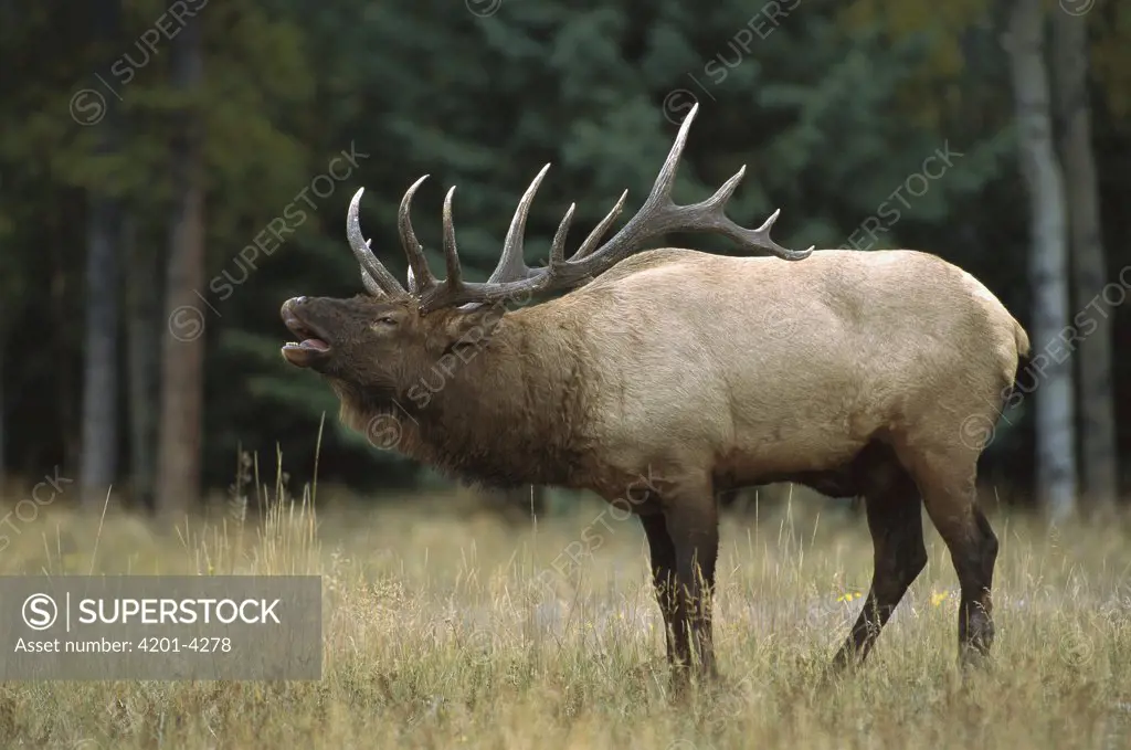 Elk (Cervus elaphus) large bull bugling in forest clearing