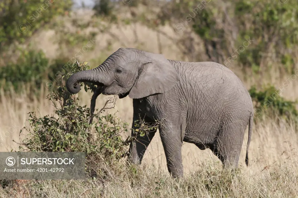 African Elephant (Loxodonta africana) calf feeding on bush, Masai Mara, Kenya