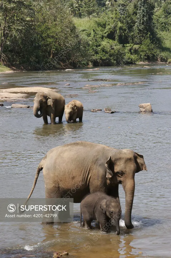 Asian Elephant (Elephas maximus) females with calves standing in river, Pinnawala Elephant Orphanage, Sri Lanka