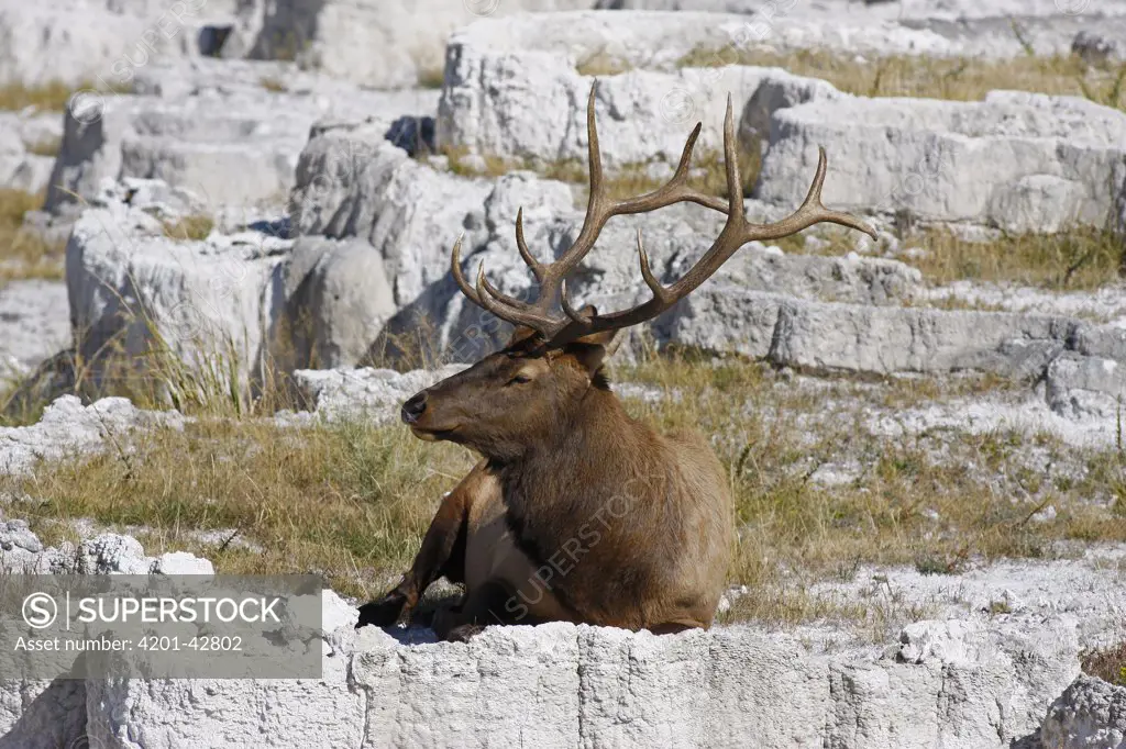 Elk (Cervus elaphus) male laying on travertine terrace, Mammoth Hot Springs, Yellowstone National Park, Wyoming