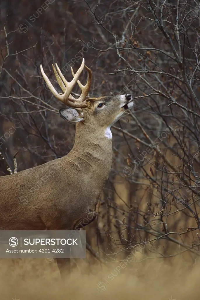 White-tailed Deer (Odocoileus virginianus) buck browsing on willow branches