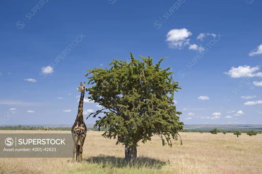 Masai Giraffe (Giraffa camelopardalis tippelskirchi) standing beside tree, Masai Mara, Kenya