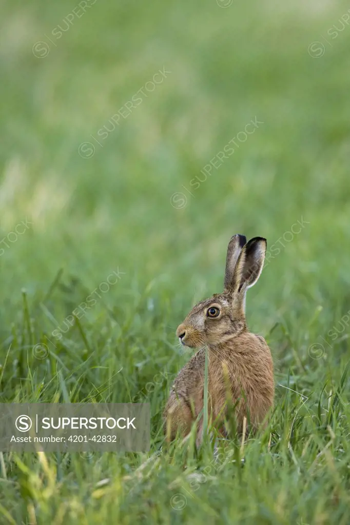 European Hare (Lepus europaeus) sitting in field, Lancashire, England