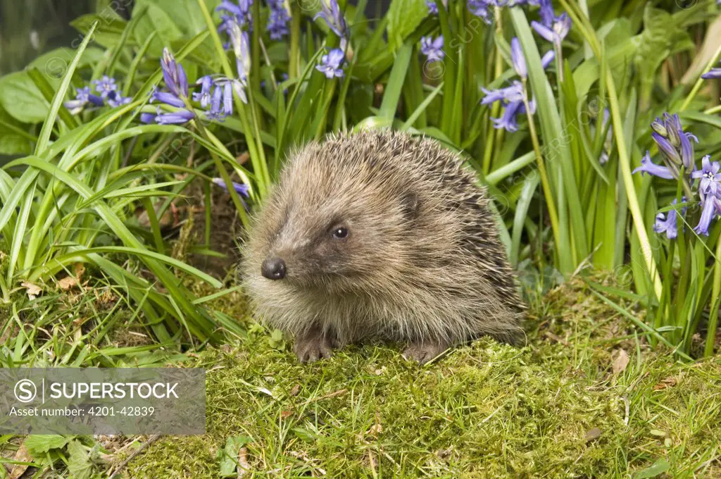 Brown-breasted Hedgehog (Erinaceus europaeus) and bluebell flowers, West Sussex, England