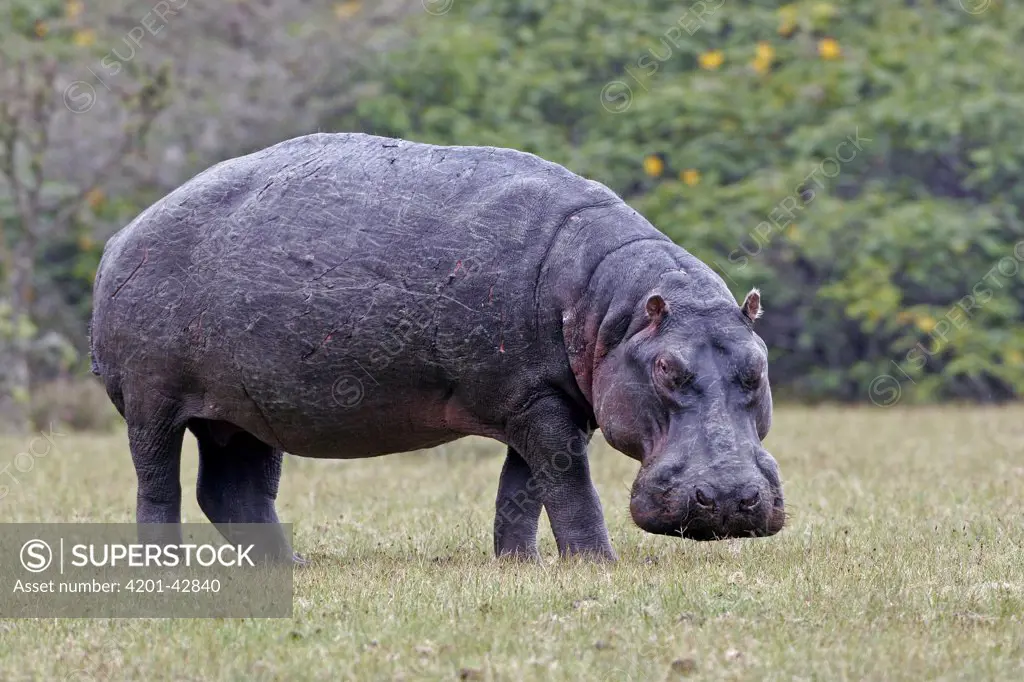 Hippopotamus (Hippopotamus amphibius), Lake Naivasha, Kenya