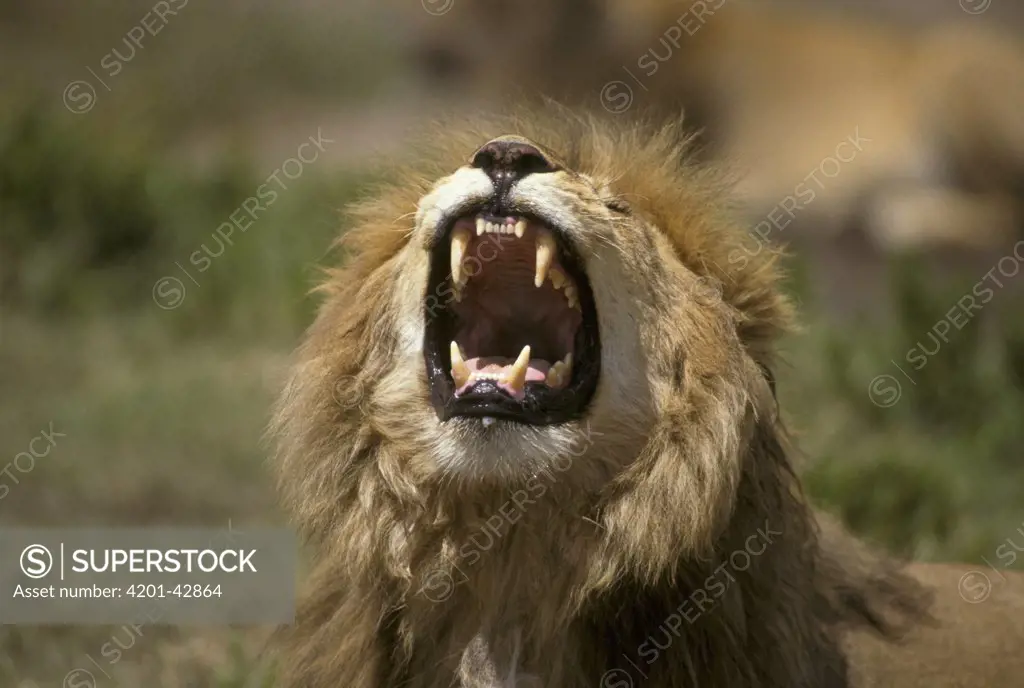 African Lion (Panthera leo) roaring, Tanzania