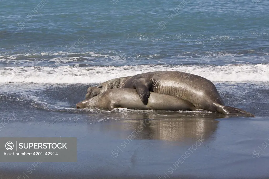 Southern Elephant Seal (Mirounga leonina) pair mating in surf, St. Andrews Bay, South Georgia Island