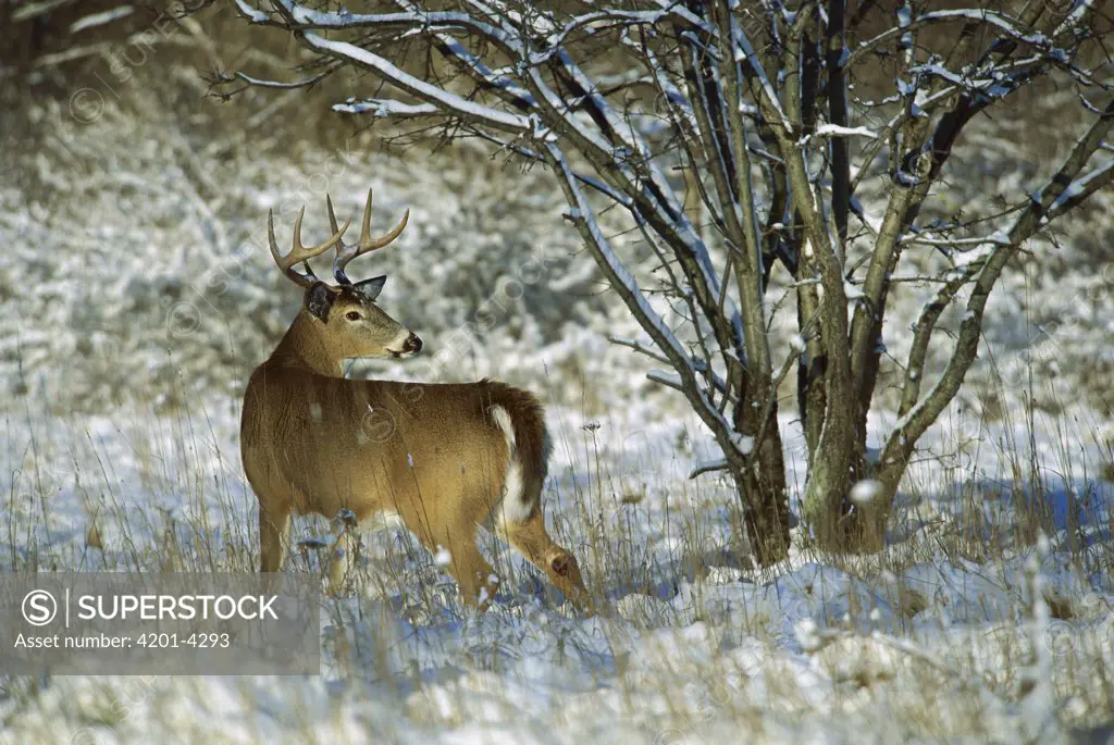 White-tailed Deer (Odocoileus virginianus) alert buck in snowy meadow