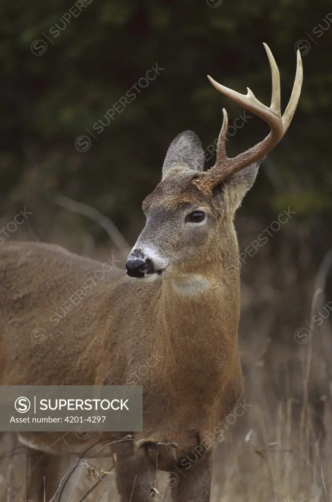 White-tailed Deer (Odocoileus virginianus) buck that has shed one antler