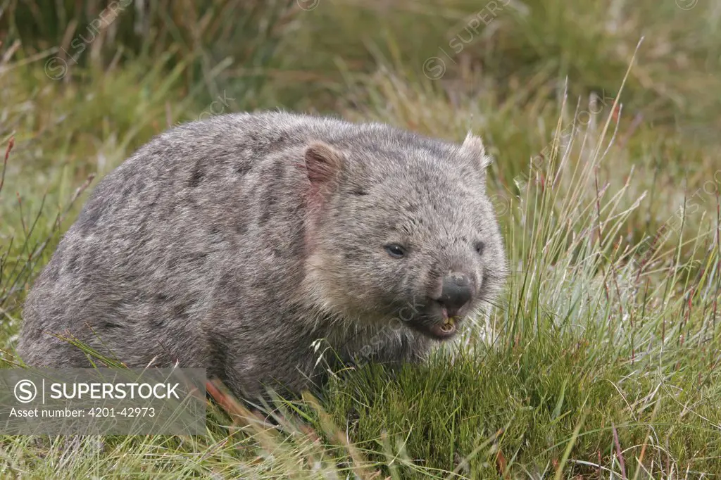 Common Wombat (Vombatus ursinus) grazing, Tasmania, Australia