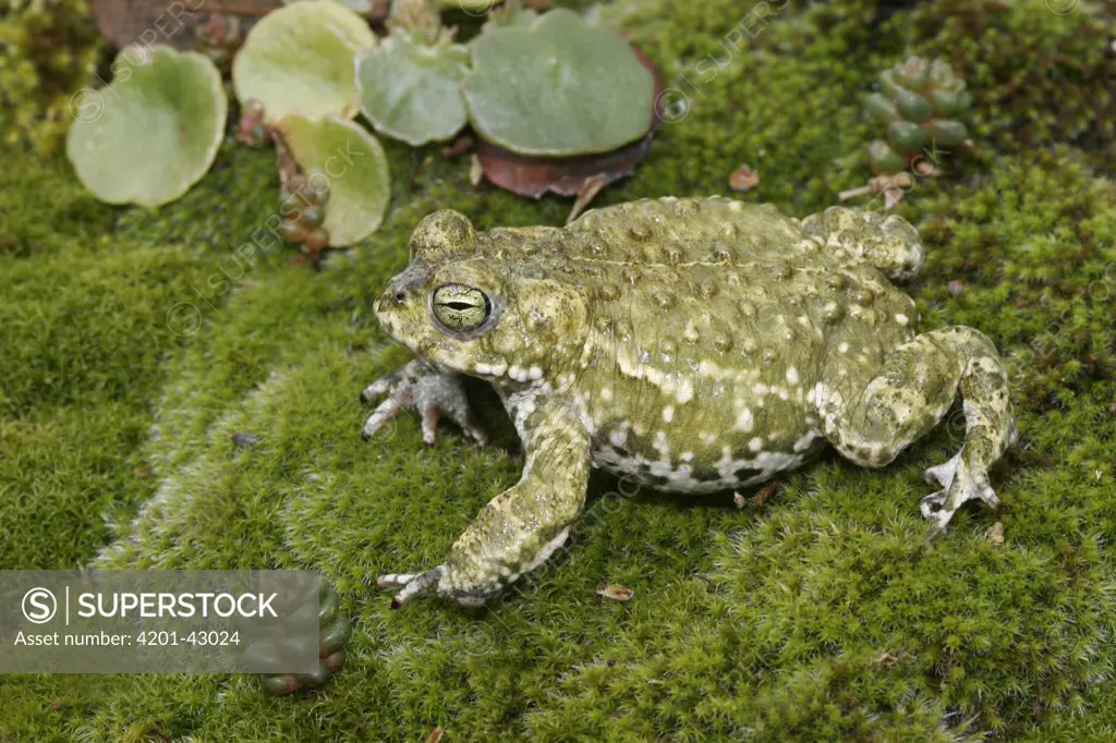 Natterjack Toad (Bufo calamita) on moss, Spain
