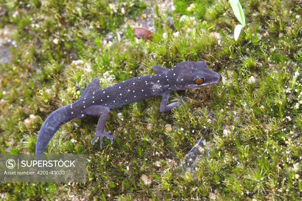Sri Lanka Gecko (Geckoella triedrus) resting on moss, Sinharaja Biosphere Reserve, Sri Lanka
