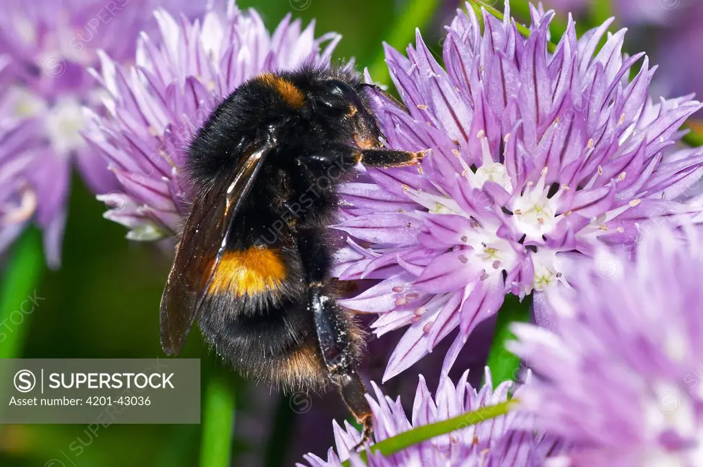 Buff-tailed Bumblebee (Bombus terrestris) collecting pollen on Chives (Allium schoenoprasum) in garden, England