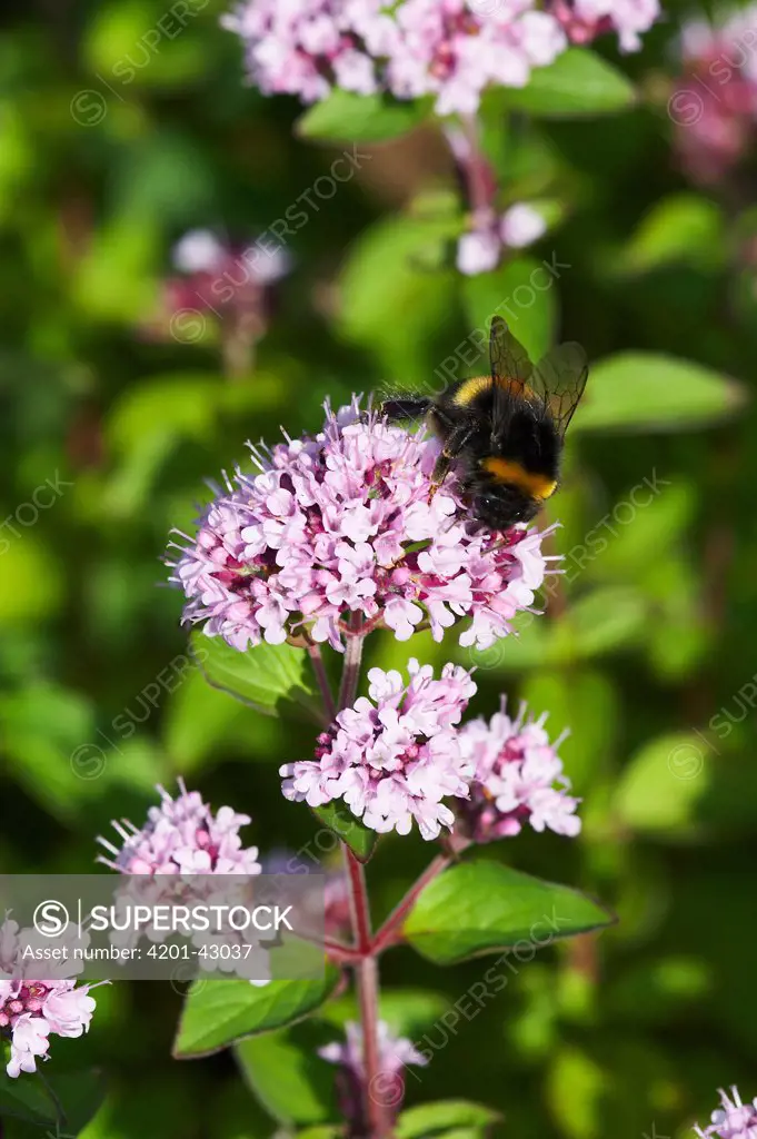 Buff-tailed Bumblebee (Bombus terrestris) collecting pollen on Variegated Marjoram (Origanum vulgare) in garden, England