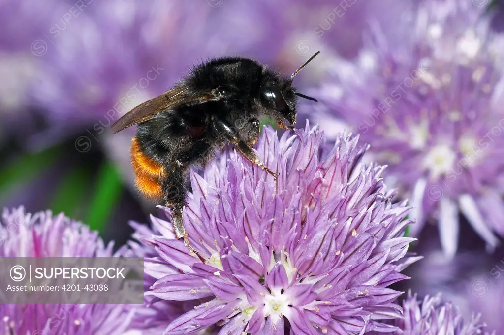 Red-tailed Bumblebee (Bombus lapidarius) collecting pollen on Chives (Allium schoenoprasum) in garden, England