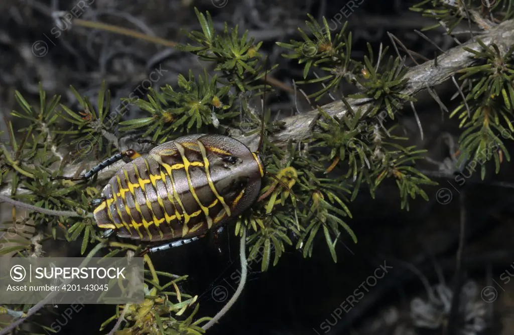 Mitchell's Cockroach (Polyzosteria mitchelli), Australia