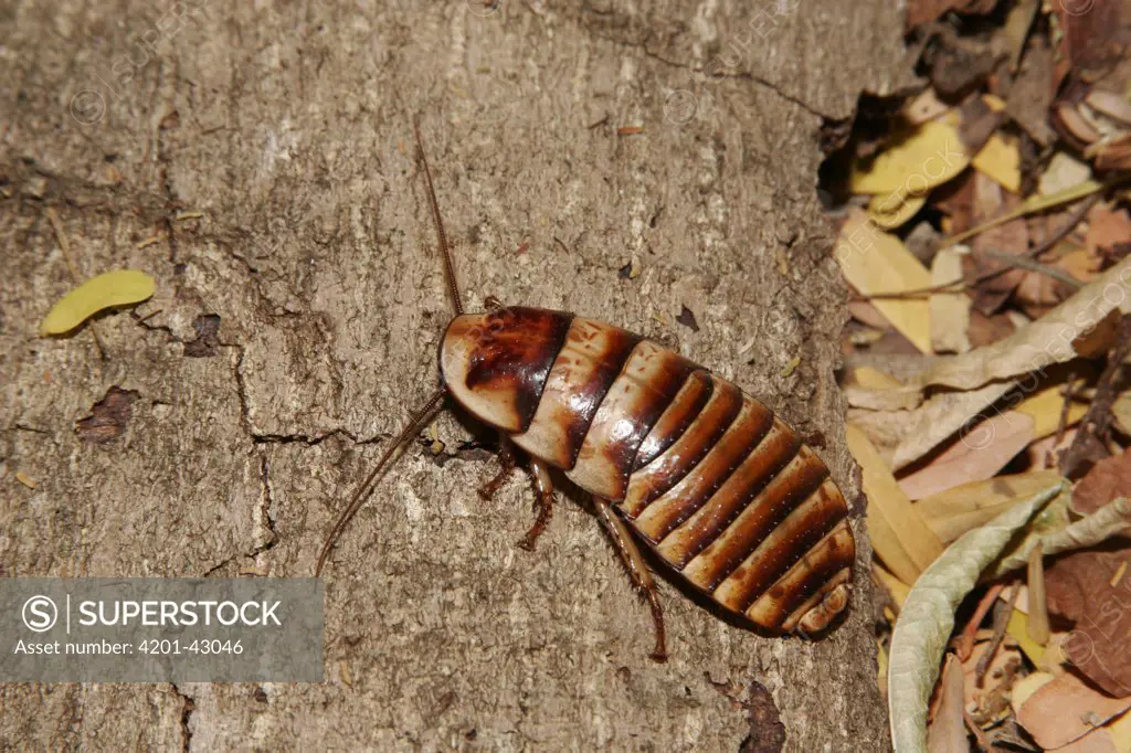 Hissing Cockroach (Gromphadorhina sp) on forest floor, Andasibe, Madagascar