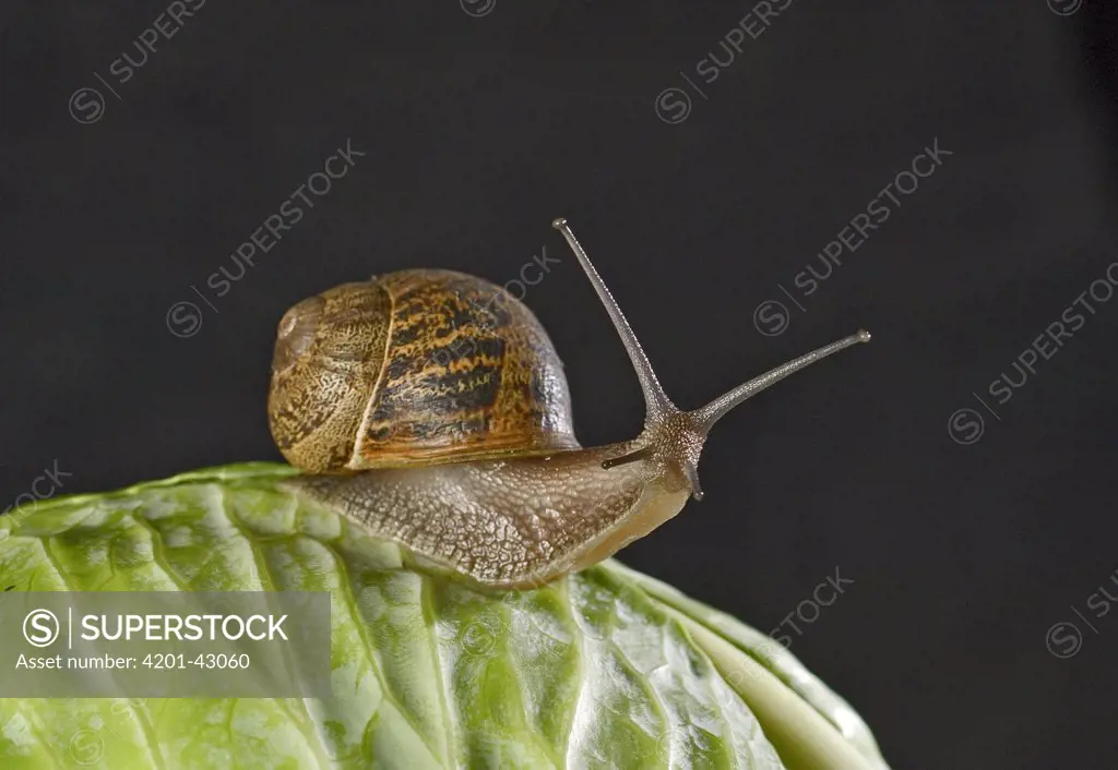 Brown Garden Snail (Helix aspersa) on cabbage leaf at night, England