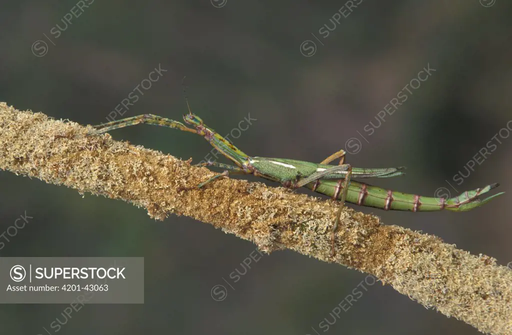 Goliath Stick Insect (Eurycnema goliath), Australia