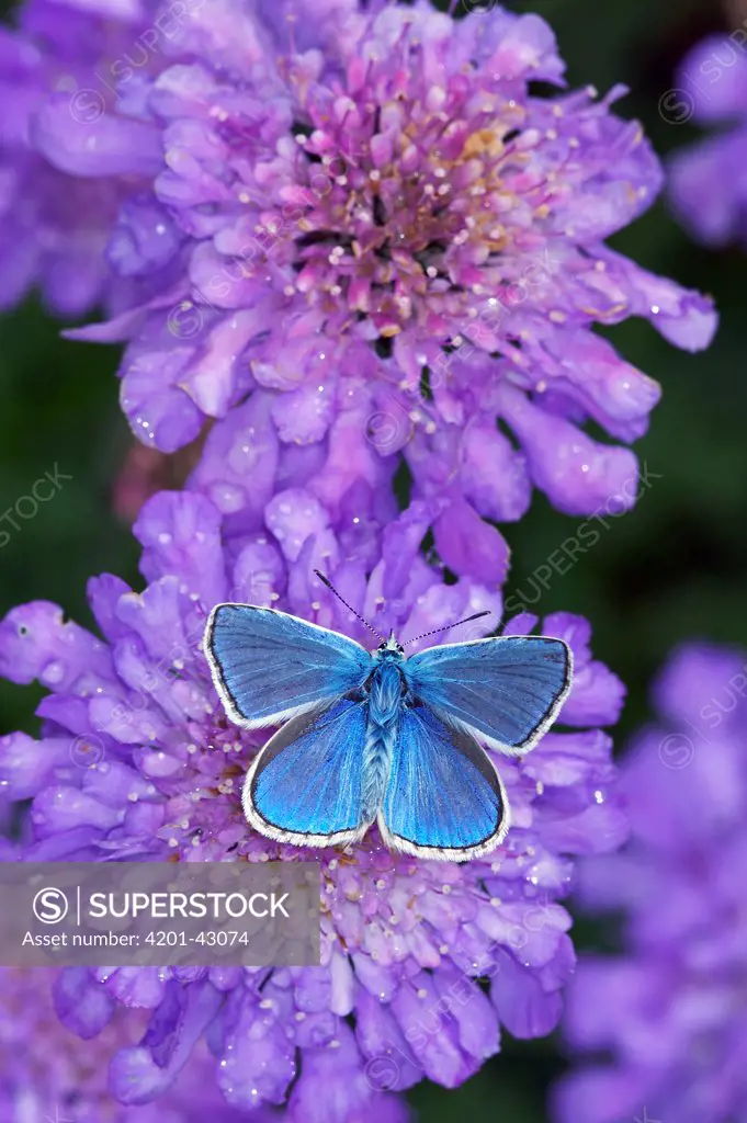 Common Blue (Polyommatus icarus) butterfly feeding on Scabiosa (Scabiosa sp) flower, England